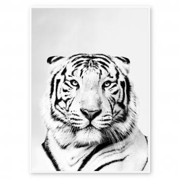 Toile Cadre Tigre Noir et Blanc Velours 84*124