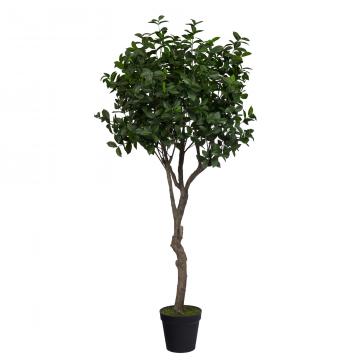 Laurier d'Apollon Pot H210cm