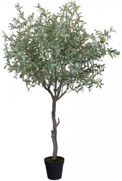 Olivier Provençal Pot H245cm