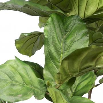 Ficus Lyrata Stam Pot H198cm