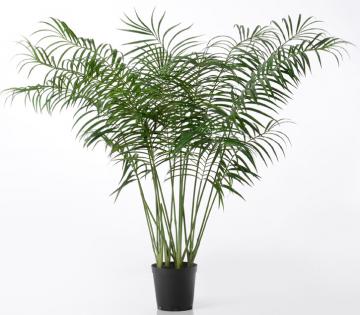Palmier Areca Pot H200cm