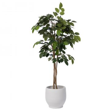 Ficus Banian Pot 180cm