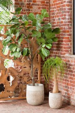 Ficus Lyrata Pot H198cm