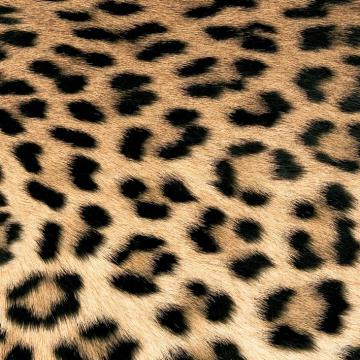 20 x Serviettes Papier Leopard 33*33
