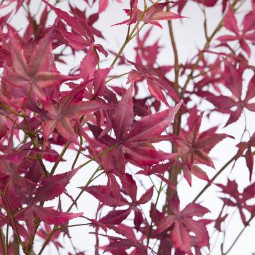 Erable du Japon Pot H200cm