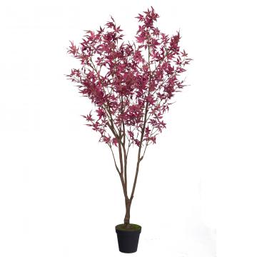 Erable du Japon Pot H200cm