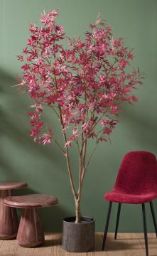 Erable du Japon Pot H200cm