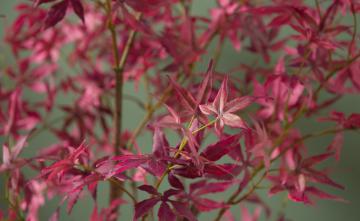 Erable du Japon Pot H200cm